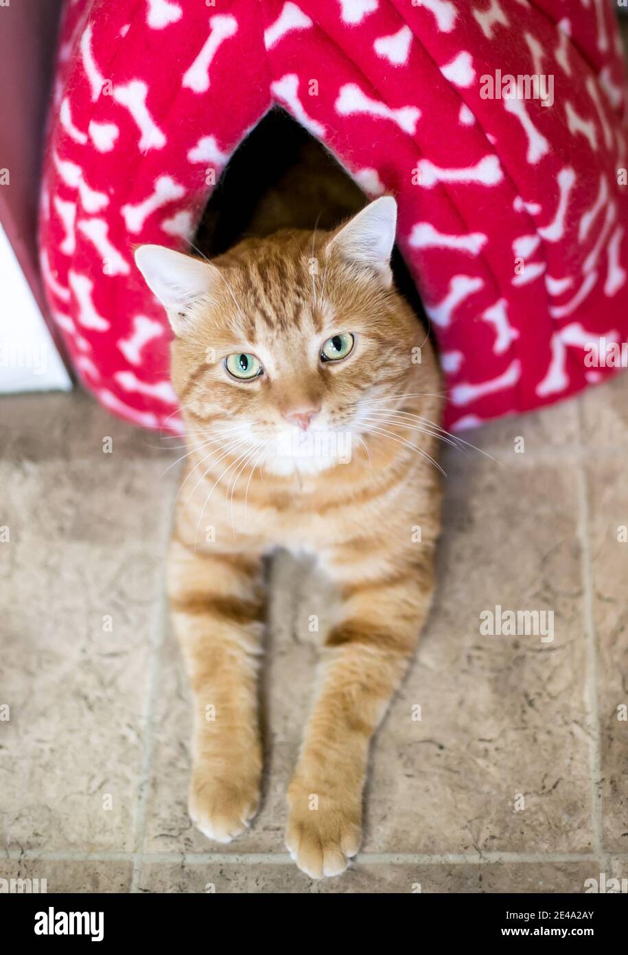 An orange tabby shorthair cat relaxing in a covered cat bed and looking up at the camera Stock Photo