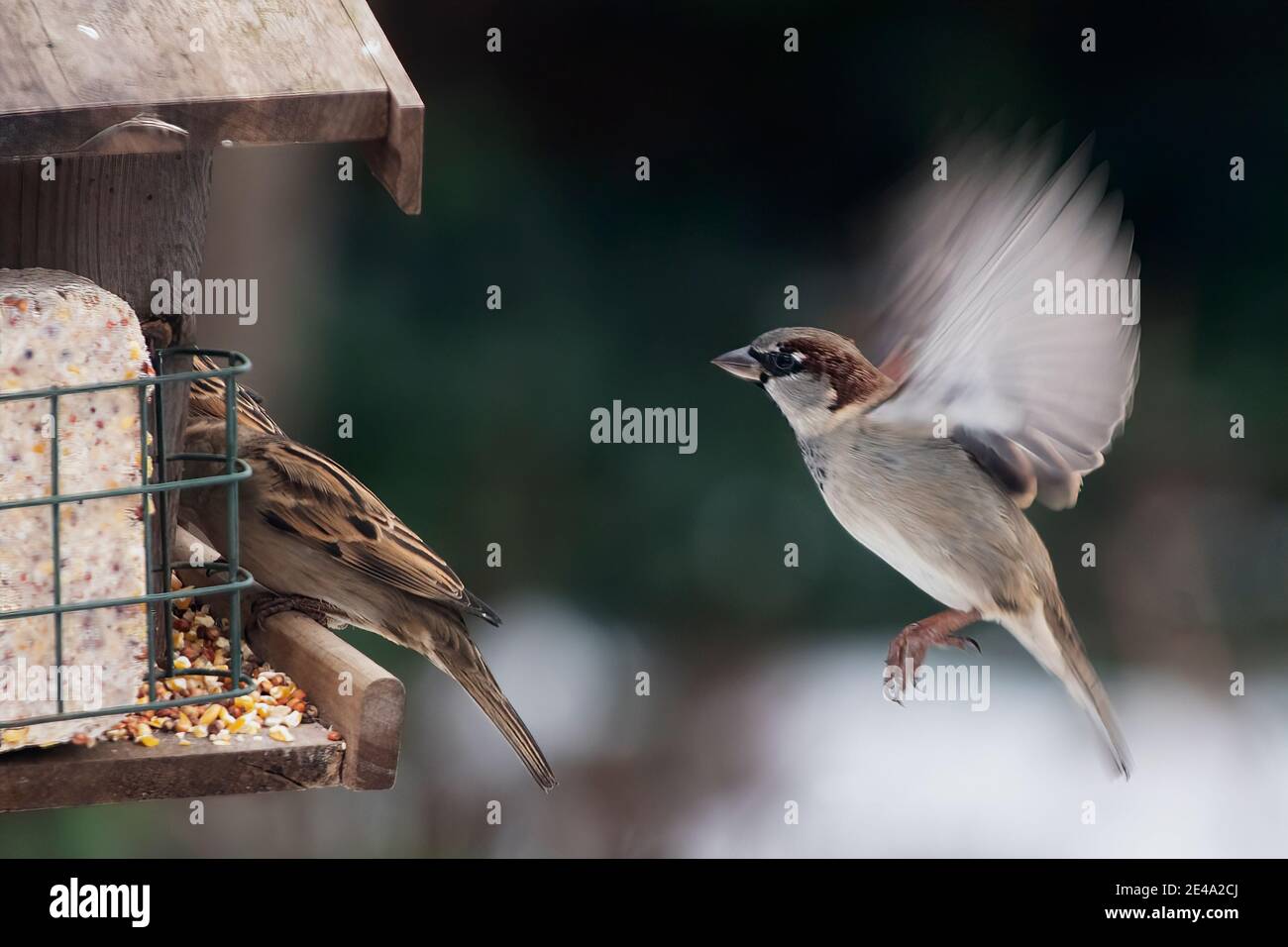 Backyard bird feeder with house sparrows Stock Photo Alamy