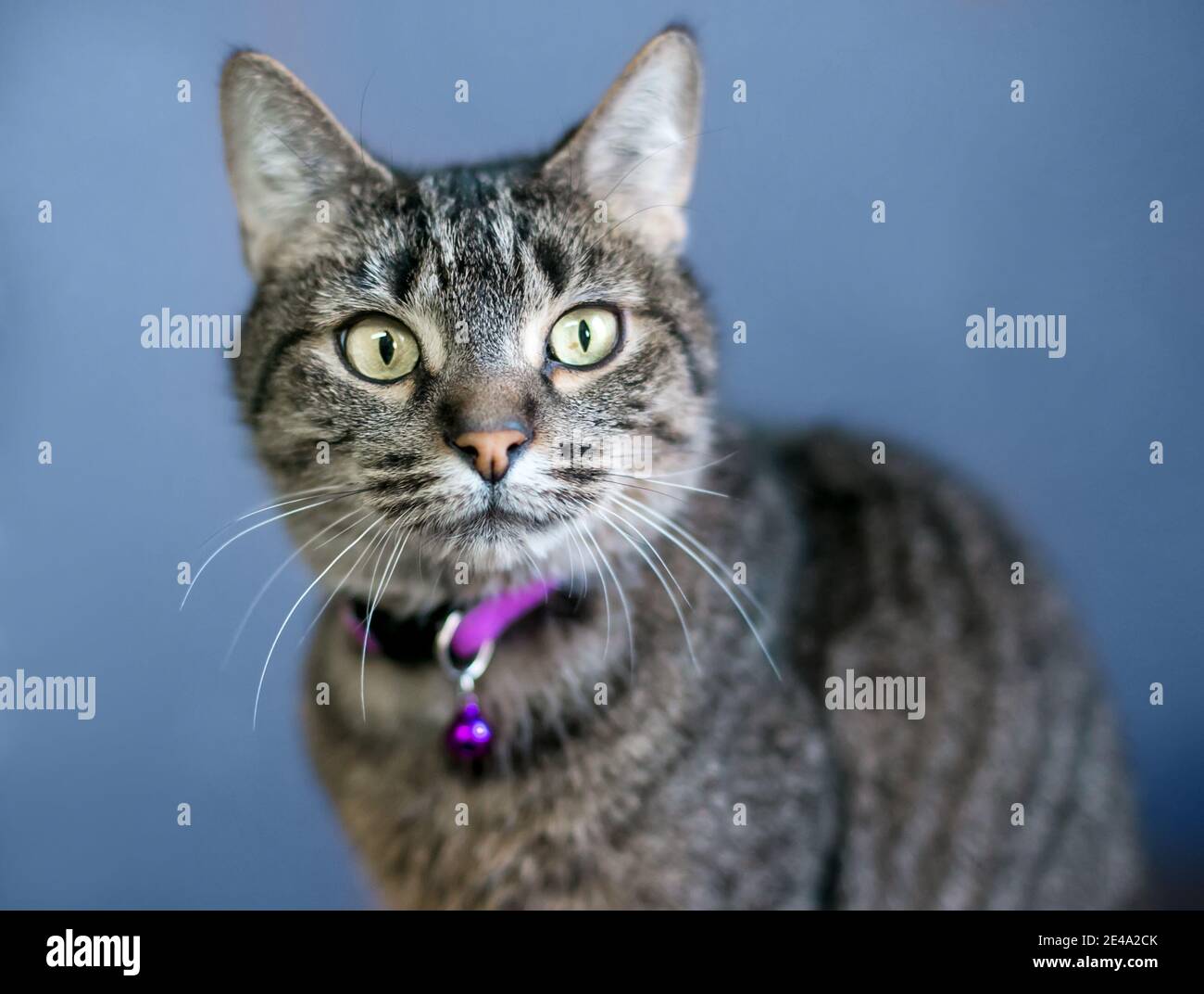 collar for indoor cat