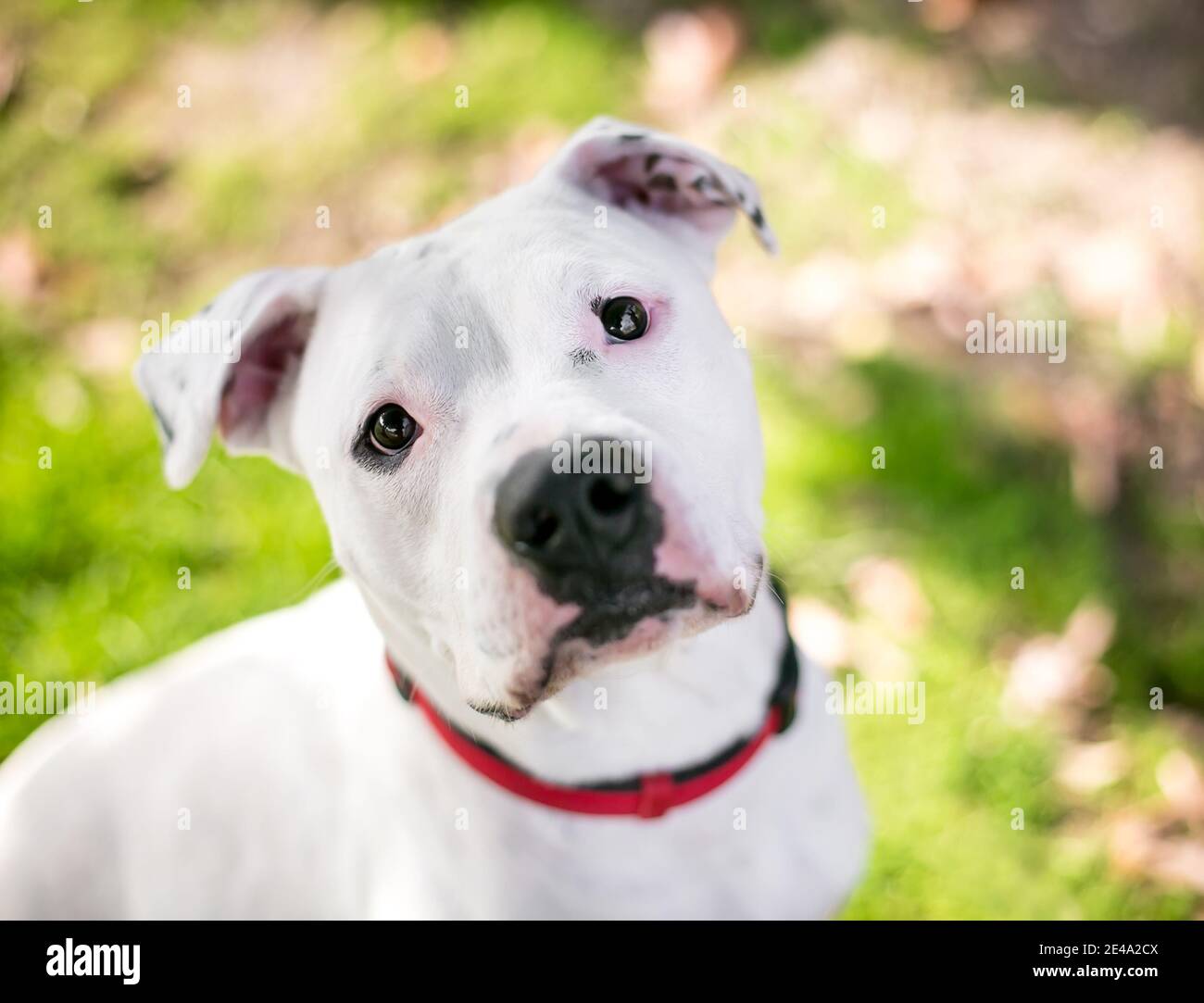 Dalmatian pit mix sales