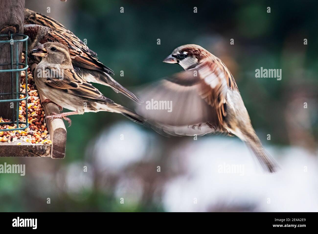 Backyard bird feeder with house sparrows Stock Photo Alamy