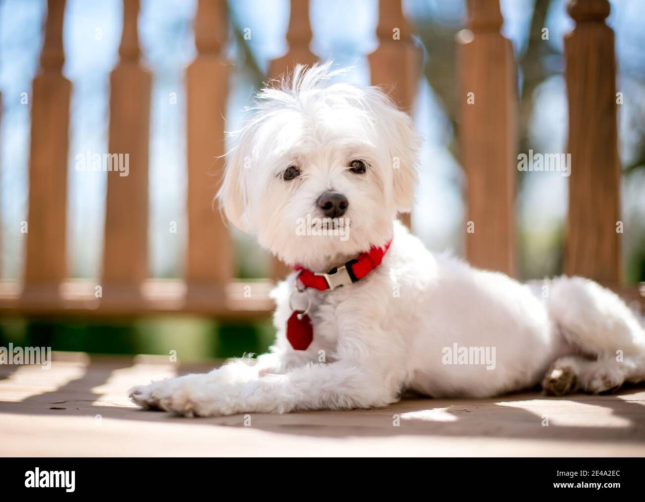 A scruffy white Maltese dog wearing a red collar and identification tag, lying down outdoors Stock Photo