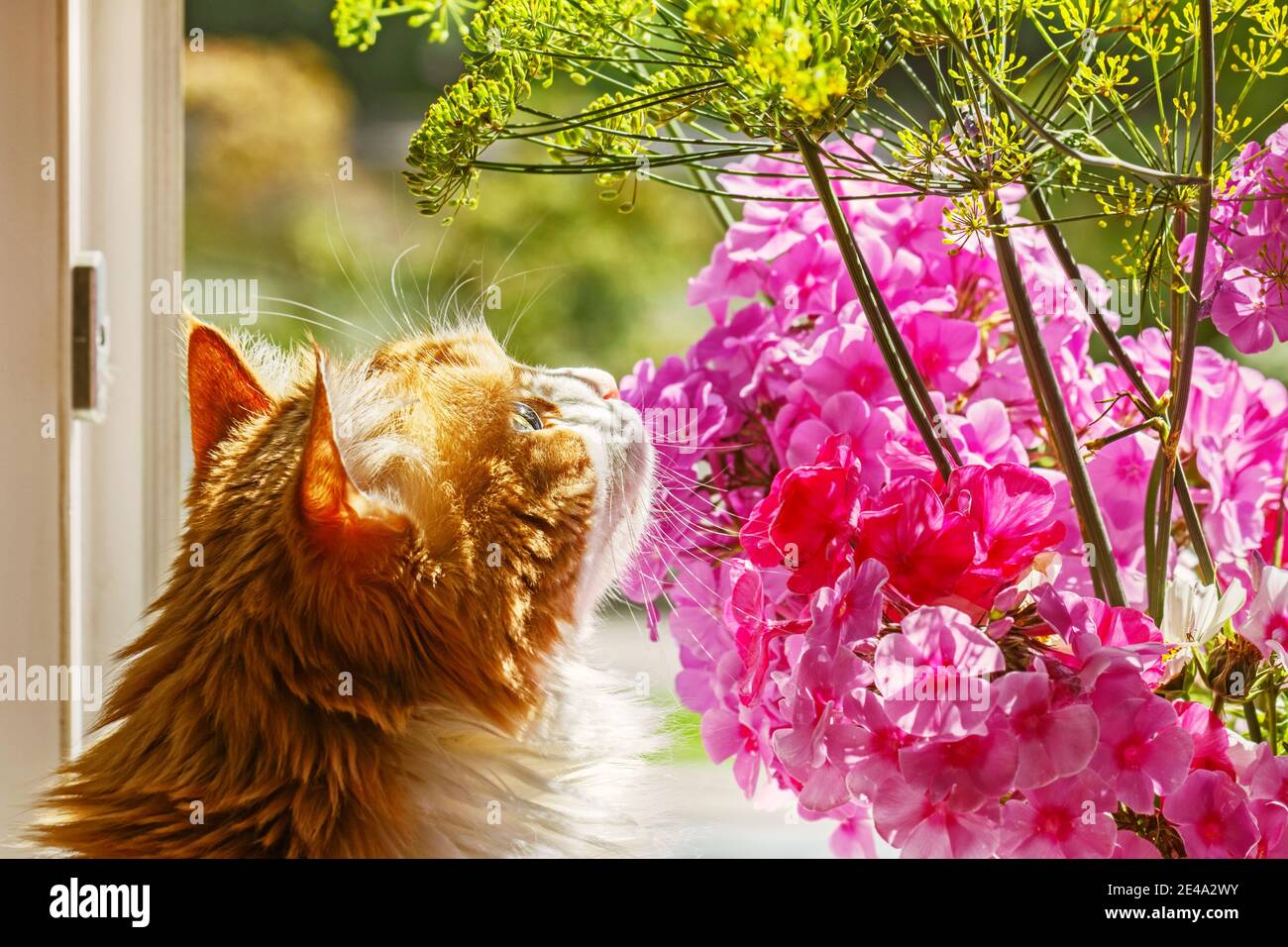Pretty adult red cat sniffing flowers in sunny morning Stock Photo