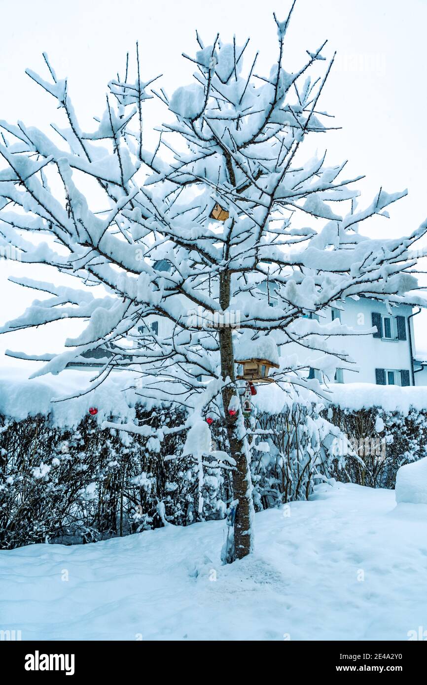 verschneiter Kirschbaum mit Vogelhaus und roten Christbaum Kugeln. snowy cherry tree with bird feeder and red Christmas tree balls, in garden outdoor Stock Photo