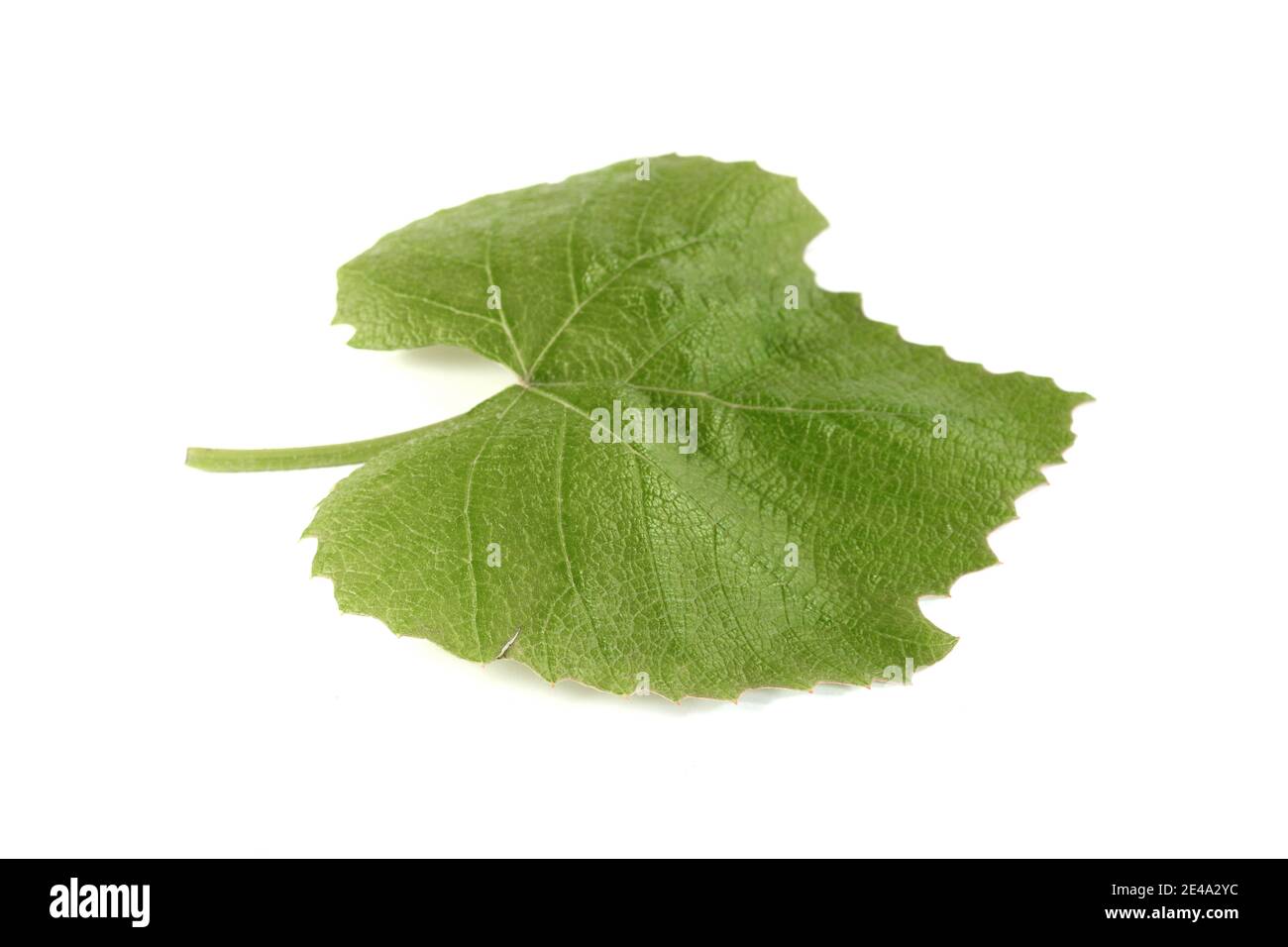 Green Vine leaf isolated on white Stock Photo - Alamy
