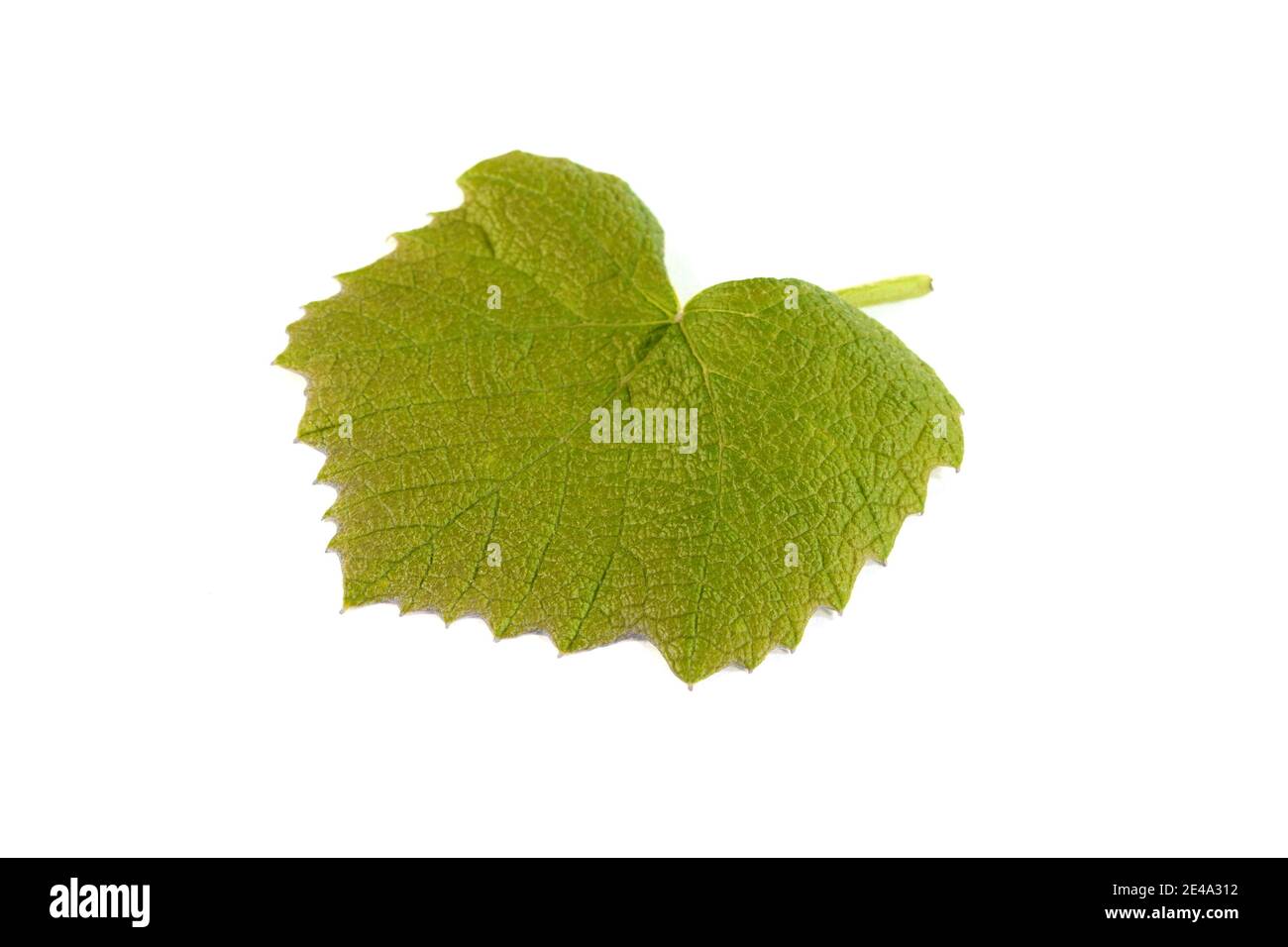 Green Vine leaf isolated on white Stock Photo - Alamy