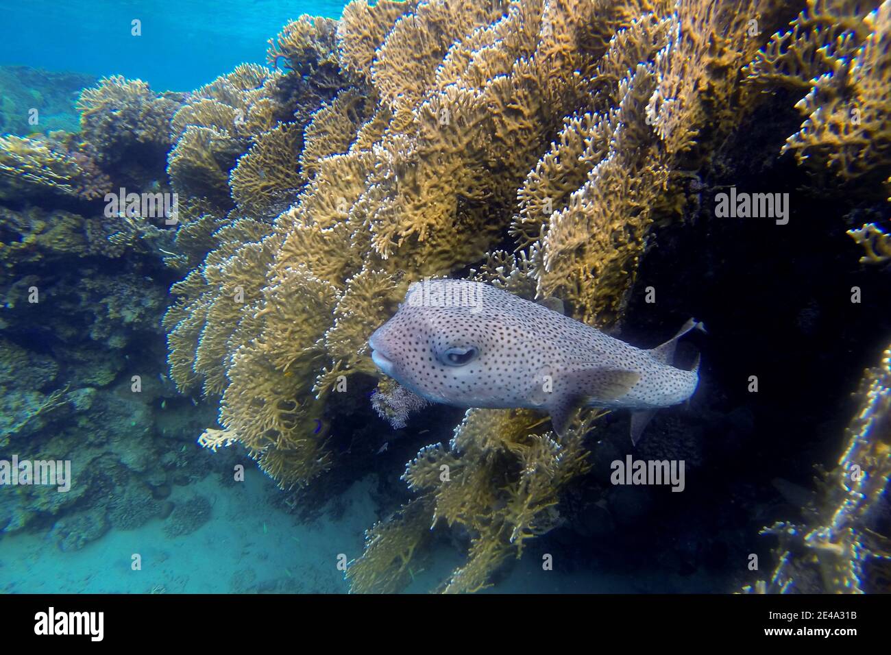 large Hedgehog Fish in the sea looks Stock Photo