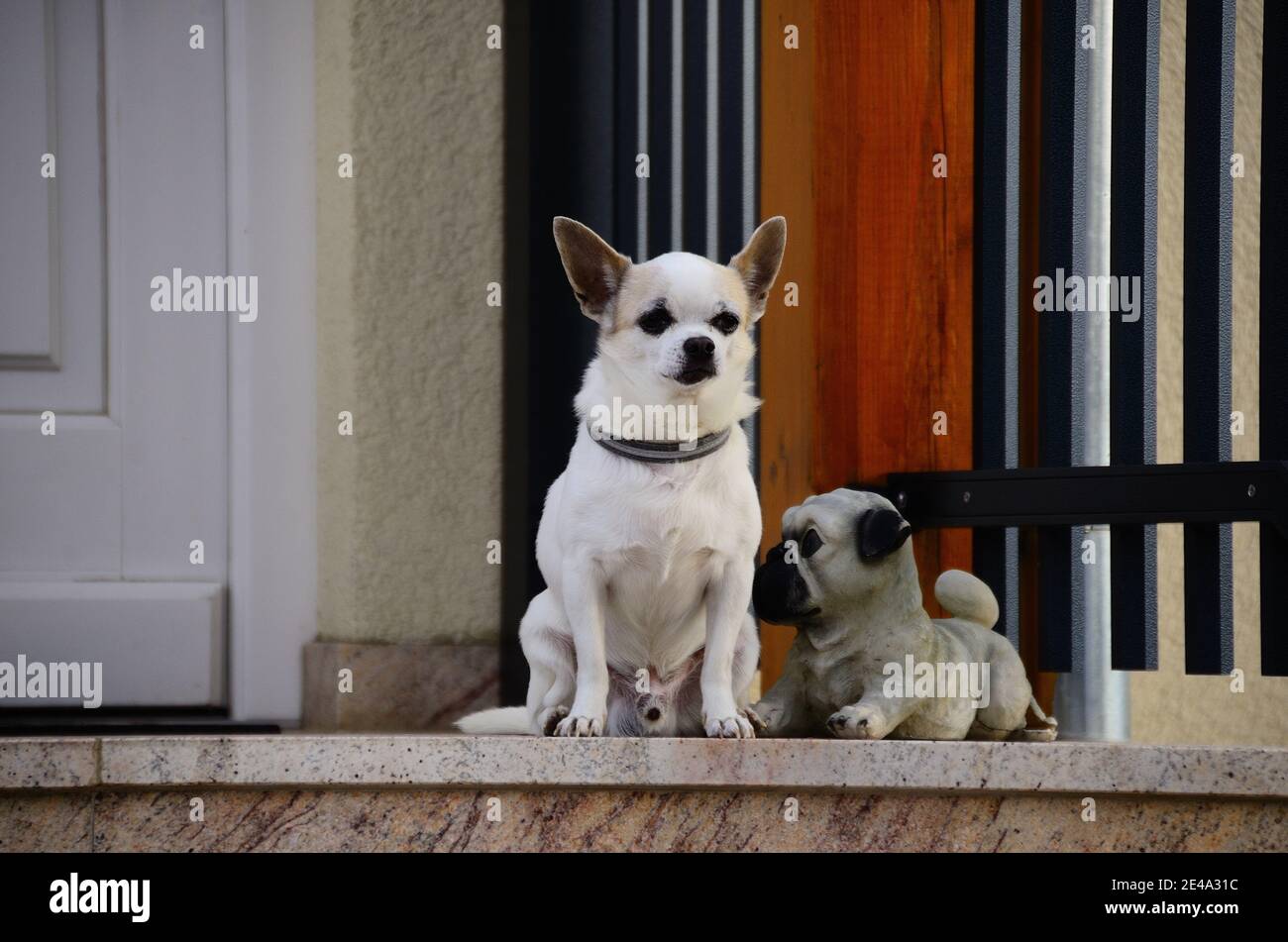 real dog sitting next to plastic dog at the front door Stock Photo