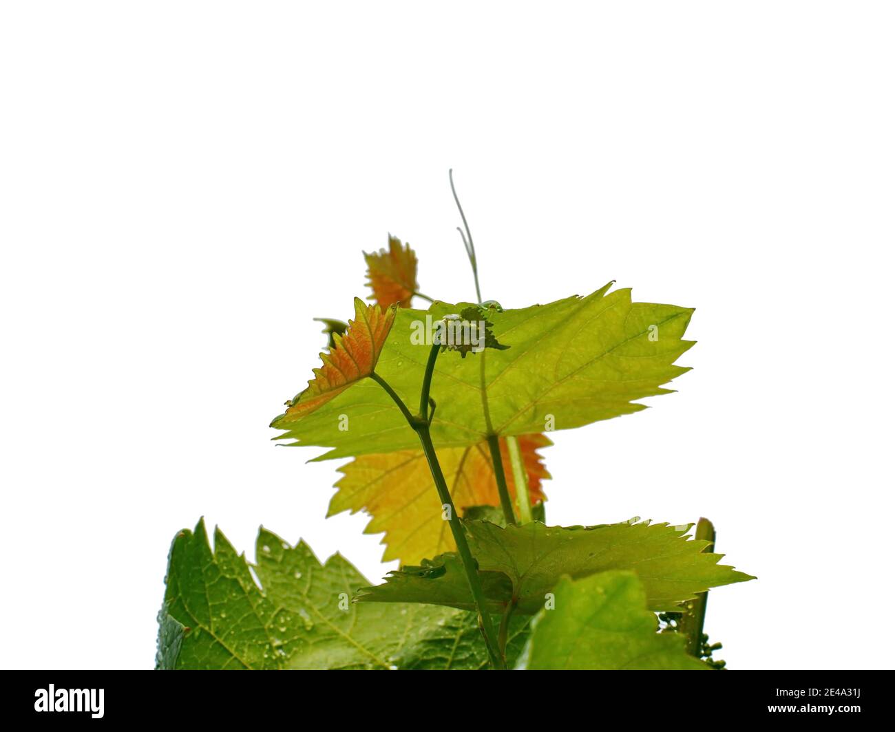 Green Vine leaf isolated on white Stock Photo - Alamy