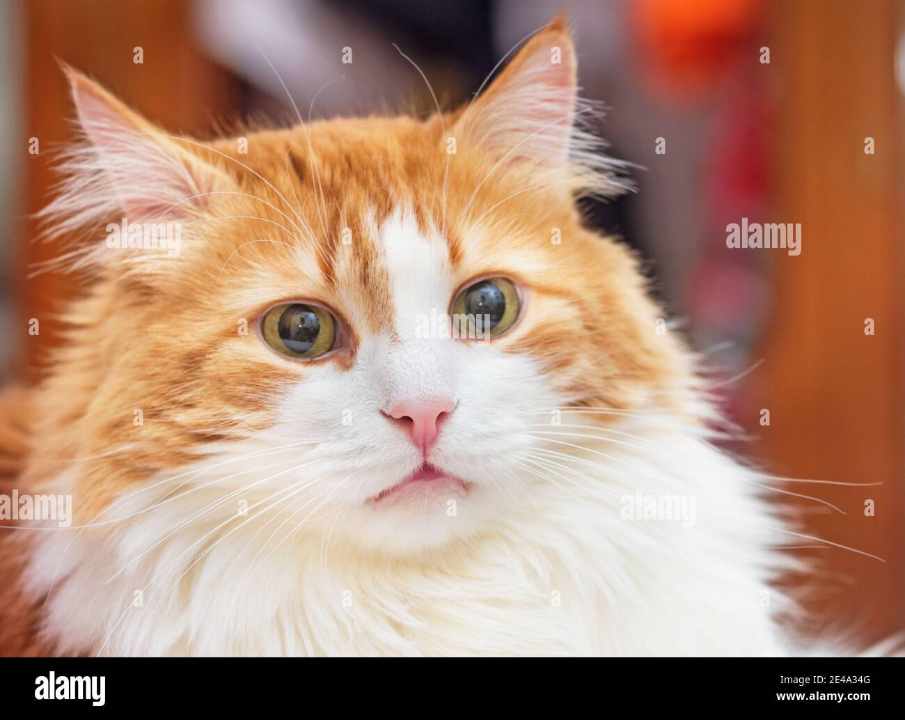 Pink nose of pretty adult red cat Stock Photo