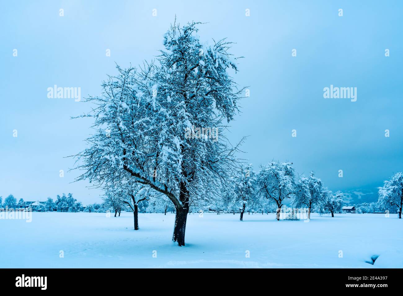 Winter morning landscape with snowy field and single tree, foggy view with trees and houses in the background. interessante Winterlandschaft im Nebel Stock Photo