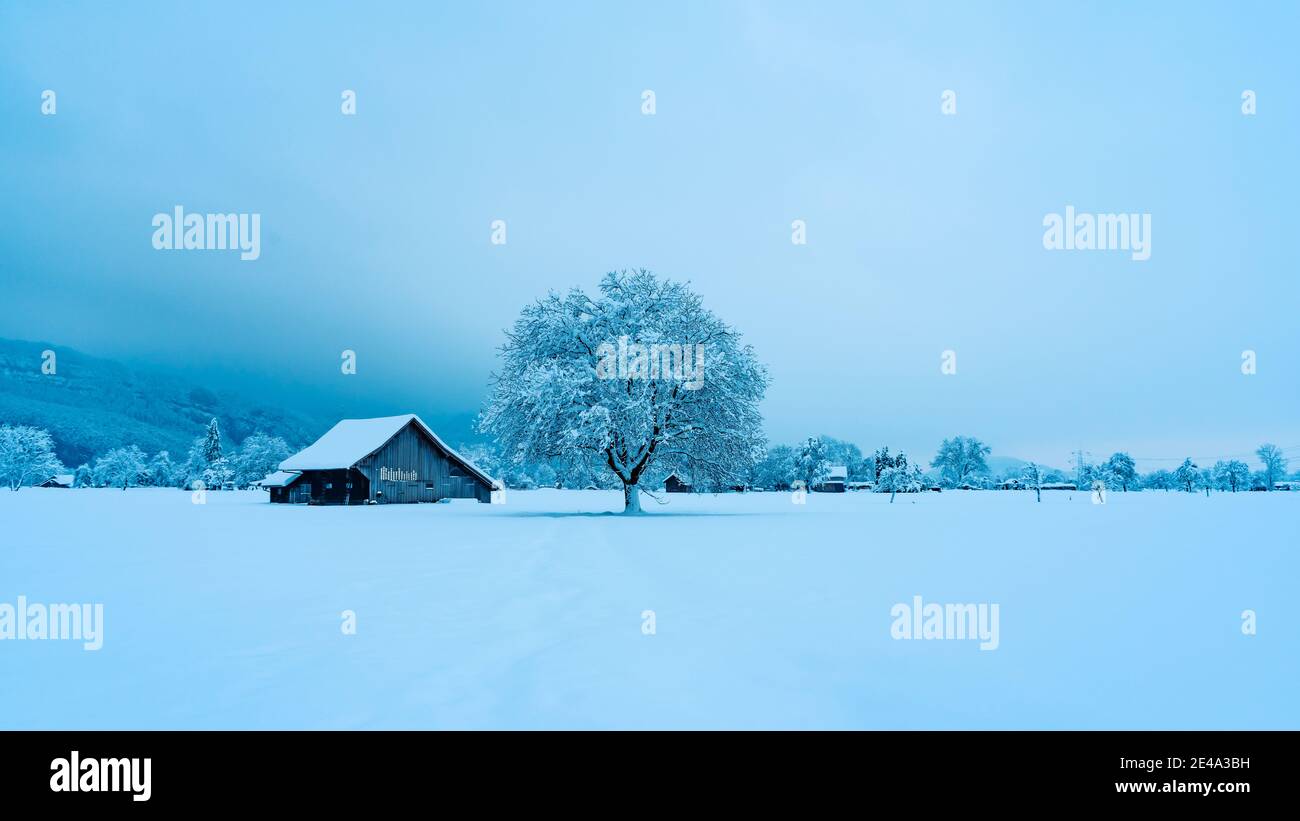 Winter im Rheintal mit einzelnem Baum und Stall auf verschneitem Feld. Snowy field with single tree and hay barn at dusty morning. Morgennebel Austria Stock Photo