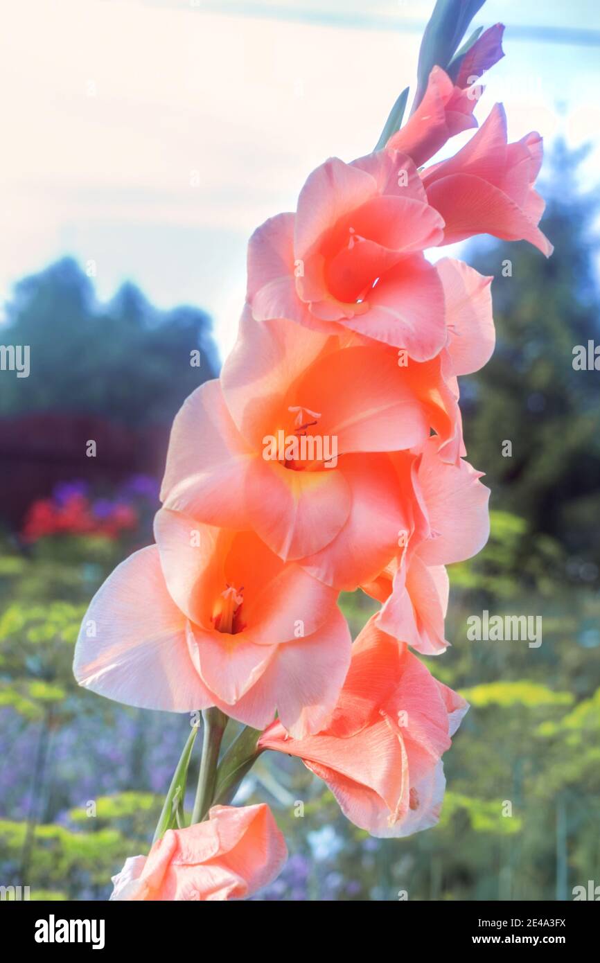 Pretty peach-colored blooming gladiolus at summer garden Stock Photo
