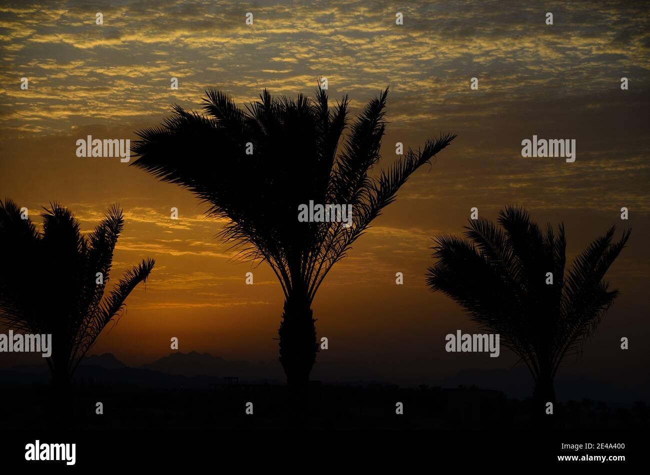 sunset with black palm trees and mountains Stock Photo - Alamy