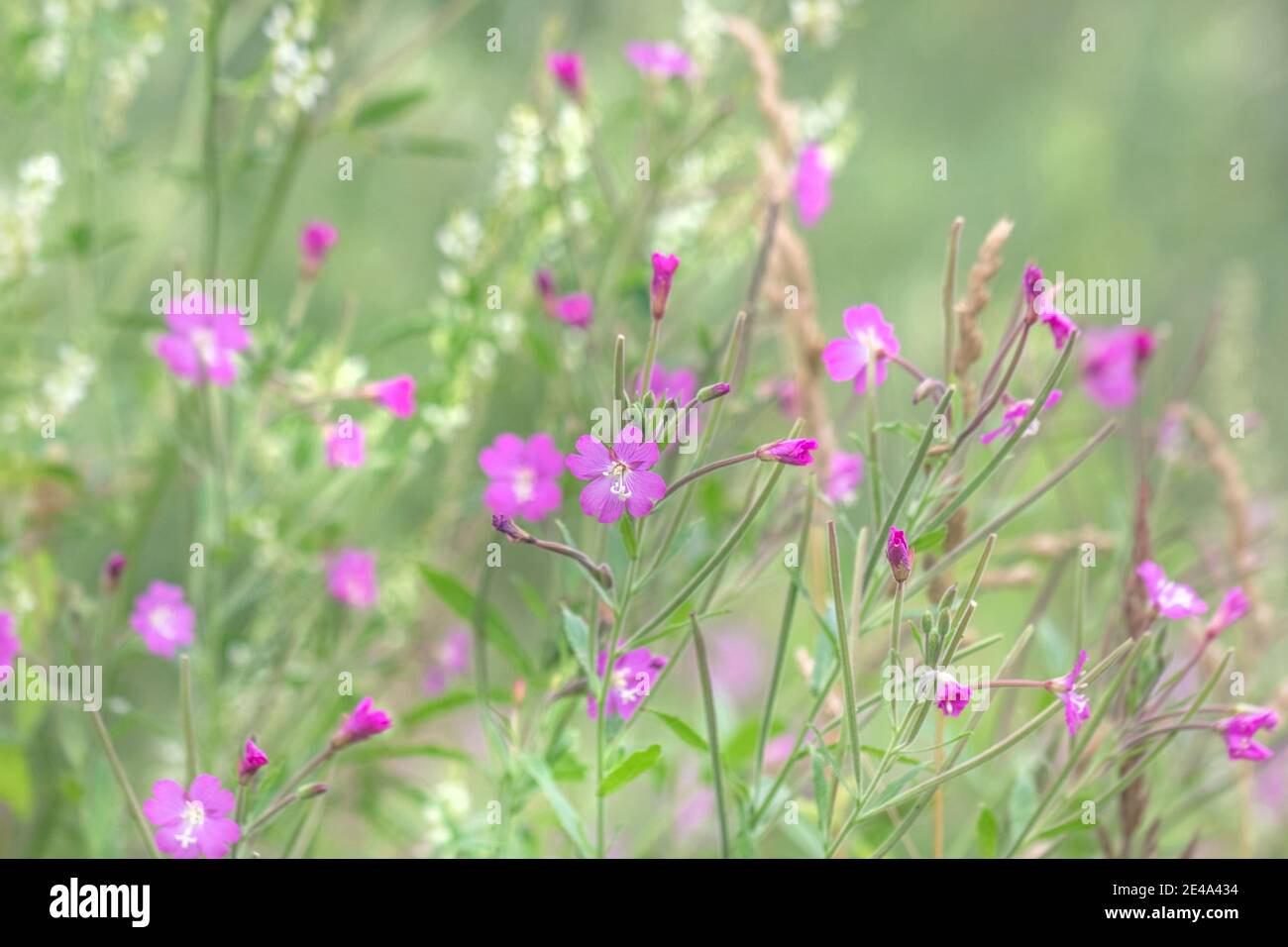 Charming summer purple flowers at cloudy summer field Stock Photo