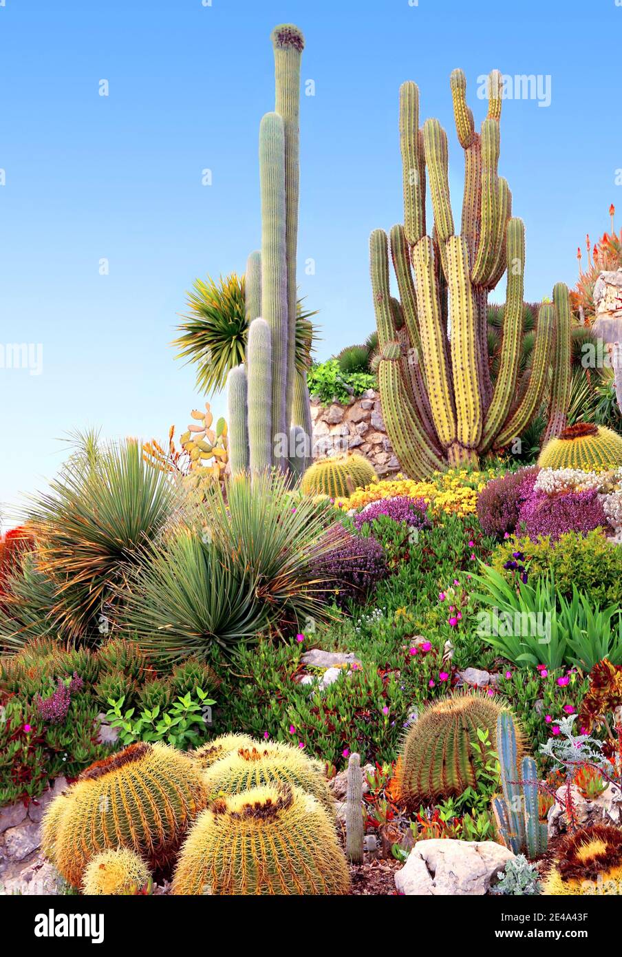 Rock Cactus Garden