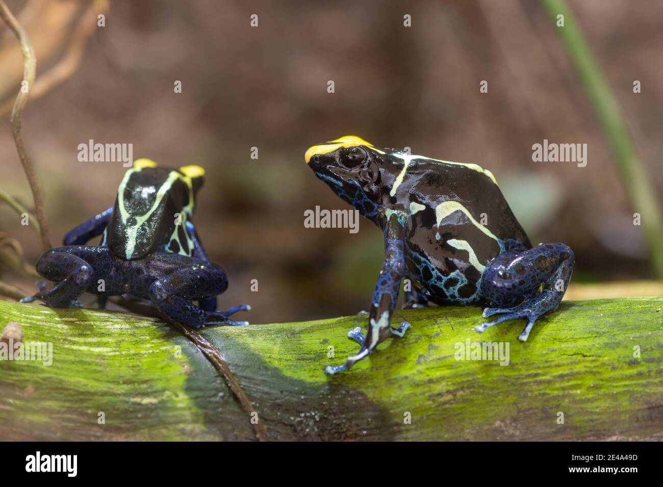 Close up of two dyeing poison dart frogs (dendrobates tinctorius Stock ...