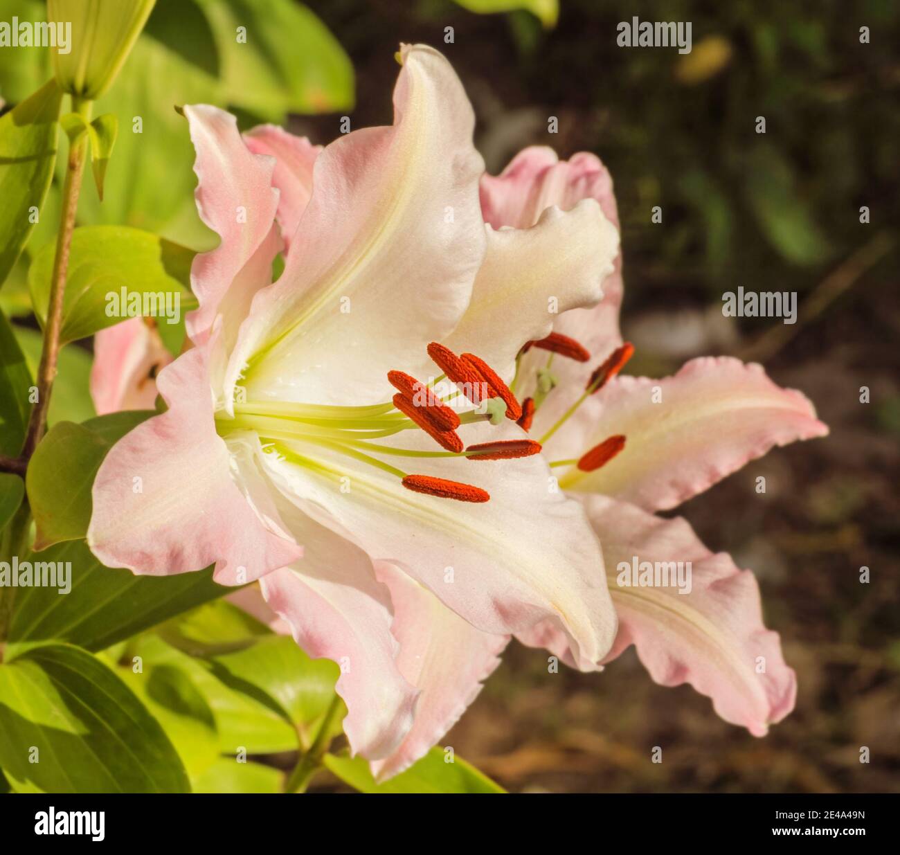 Soft pretty pale pink garden lily large at sunny garden Stock Photo