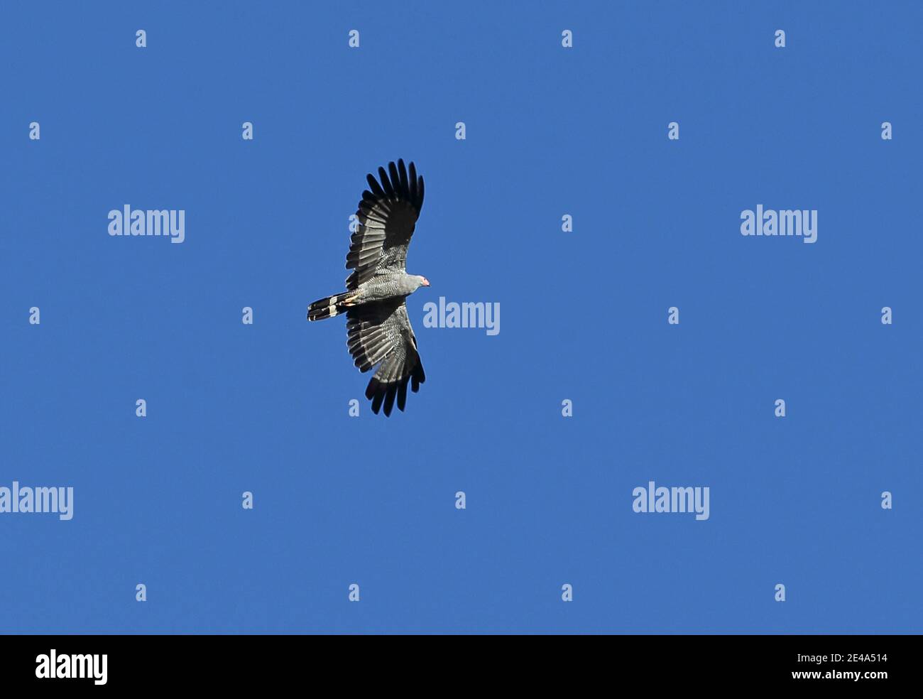 African harrier hawk polyboroides typus adult hi-res stock photography ...