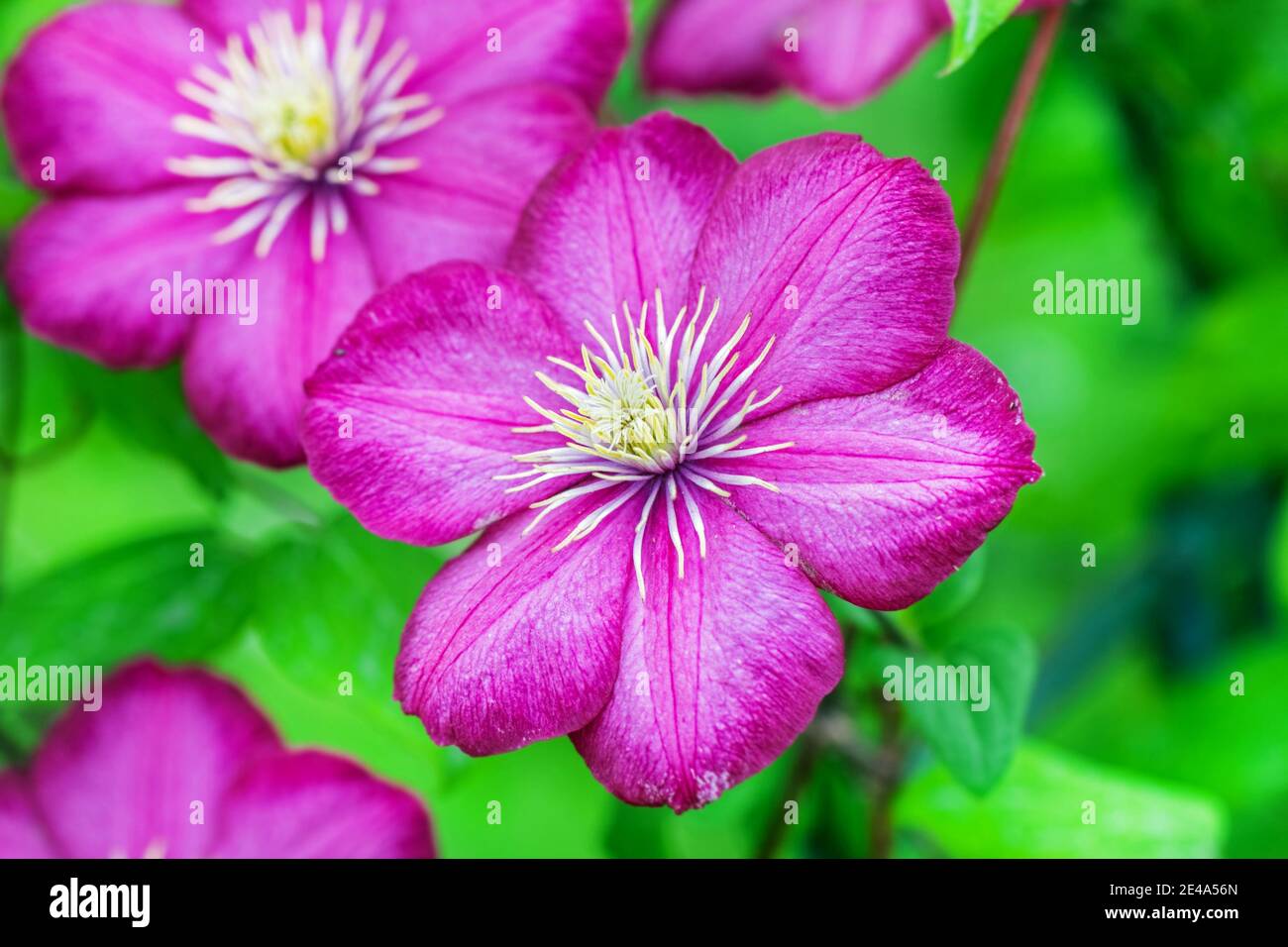 Pretty purple clematis flower on green background at sunny day Stock Photo