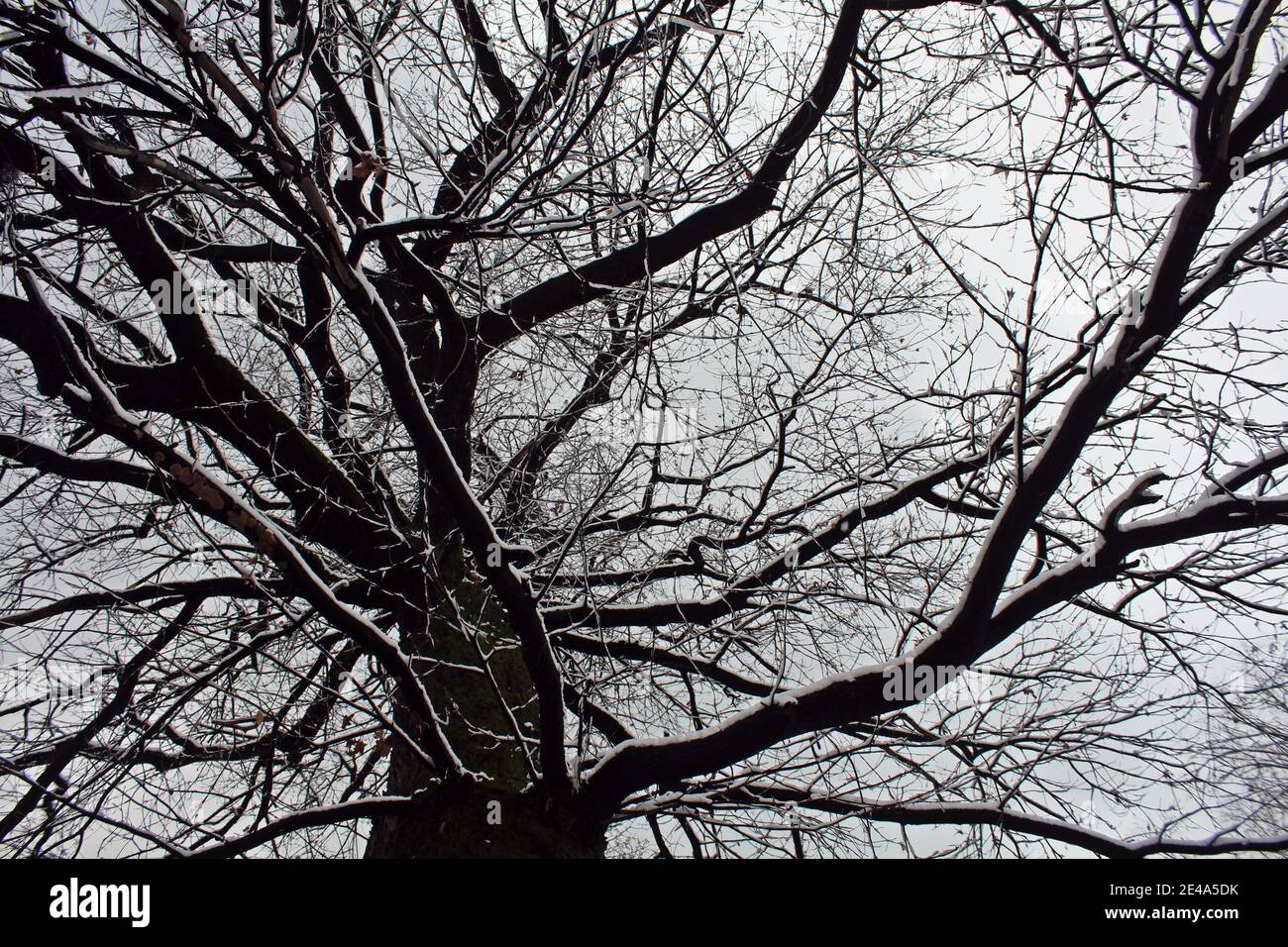 Tree in winter Stock Photo