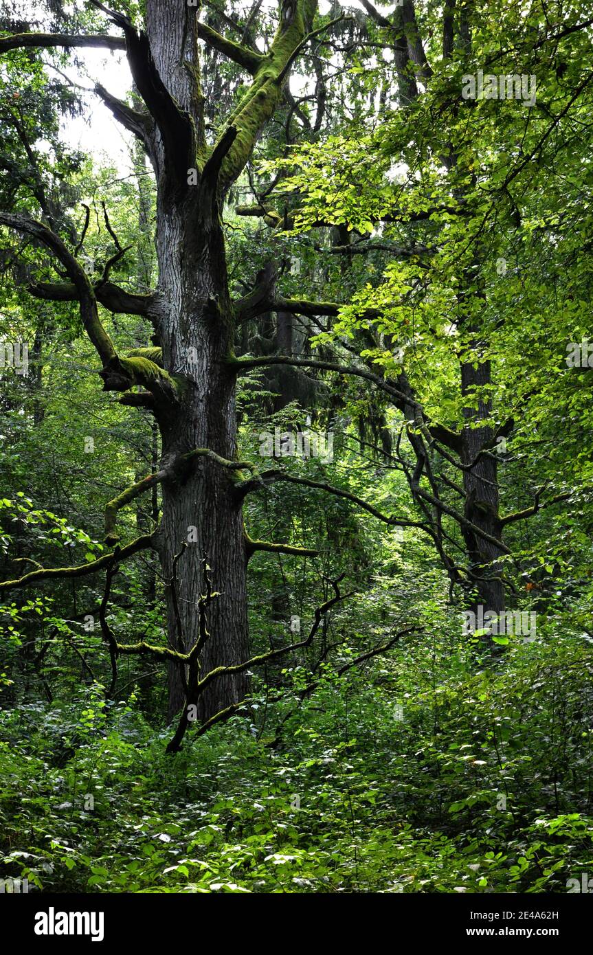 Trees in Białowieża primaeval forest during the summer. Stock Photo