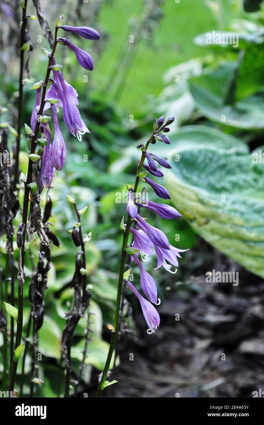 Violet Campanula, bellflower, closeup. Stock Photo