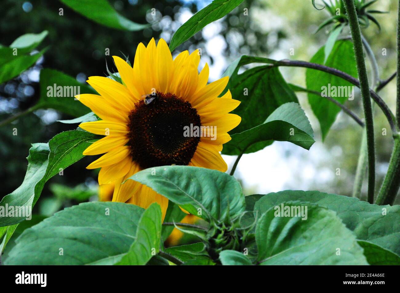 Sunflower leaf closeup hires stock photography and images Alamy