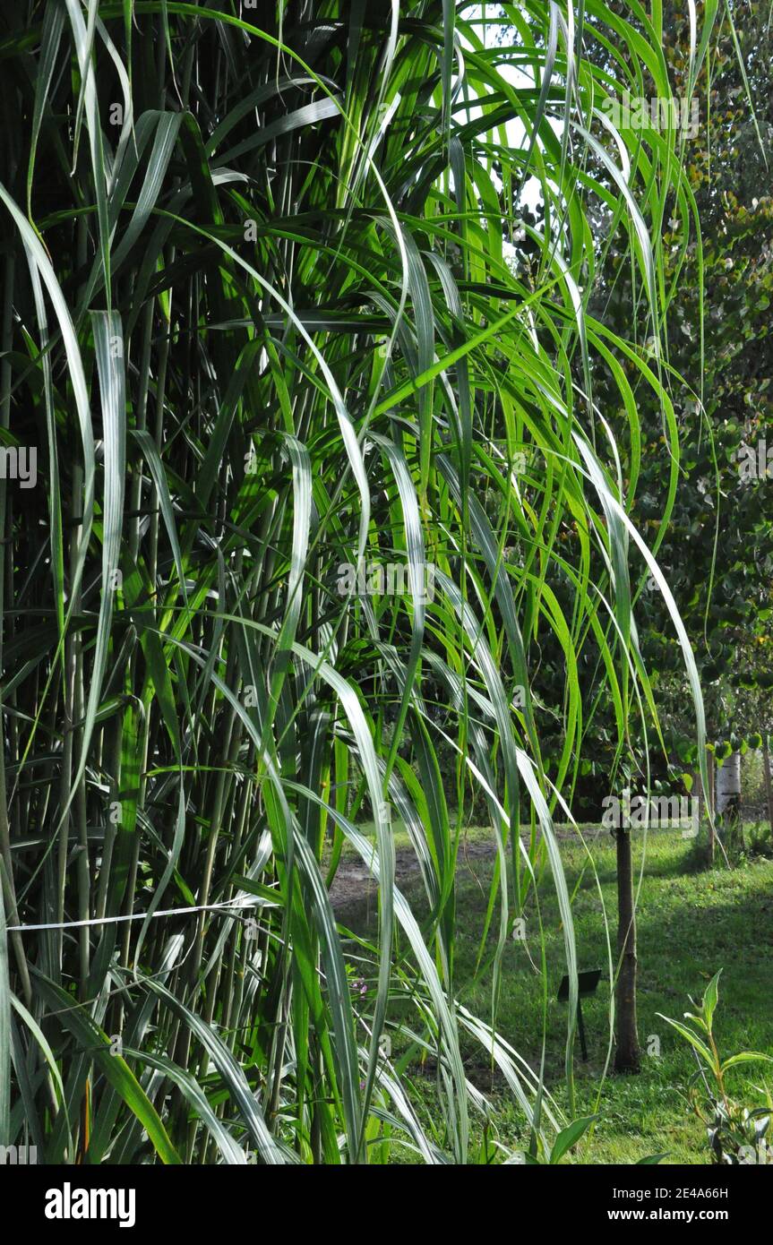 Close-up of sun-brightened grass leaves of Miscanthus sinensis. Stock Photo