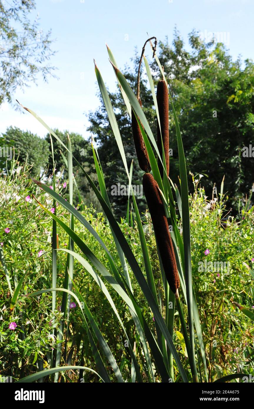 Sweet flag hi-res stock photography and images - Alamy