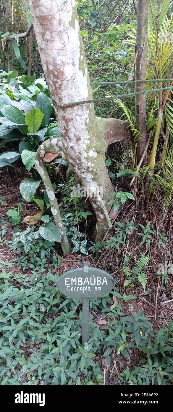 Embauba tree, cecropia sp, Guaruja, São Paulo, Brazil Stock Photo