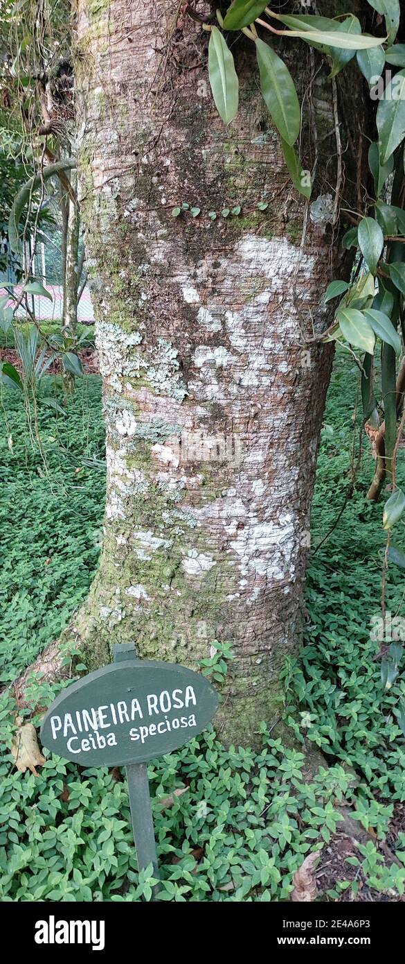 Embauba tree, cecropia sp, Guaruja, São Paulo, Brazil Stock Photo