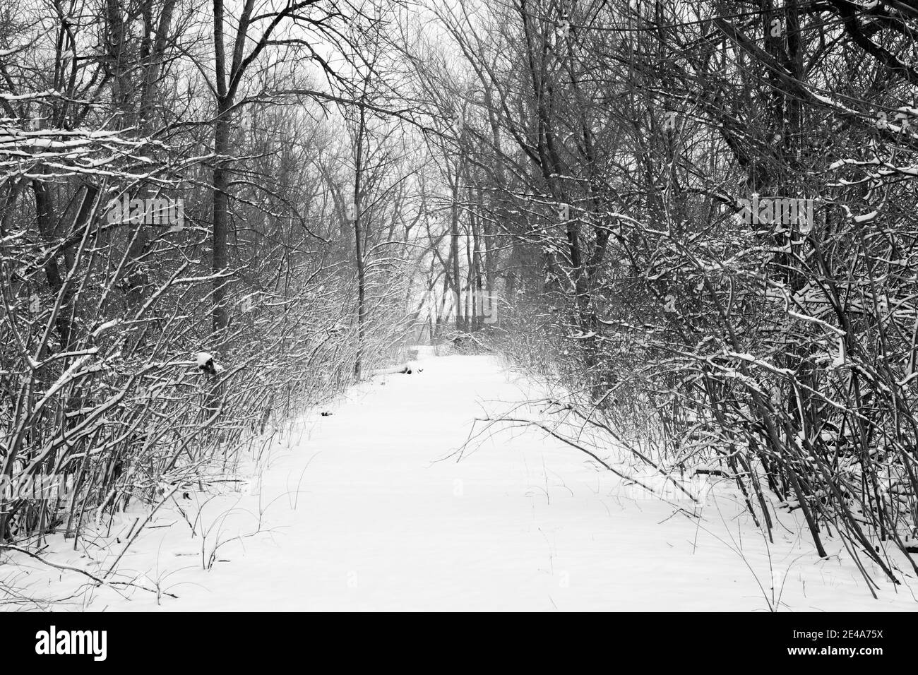 Snow Covered Path in the Woods Stock Photo Alamy