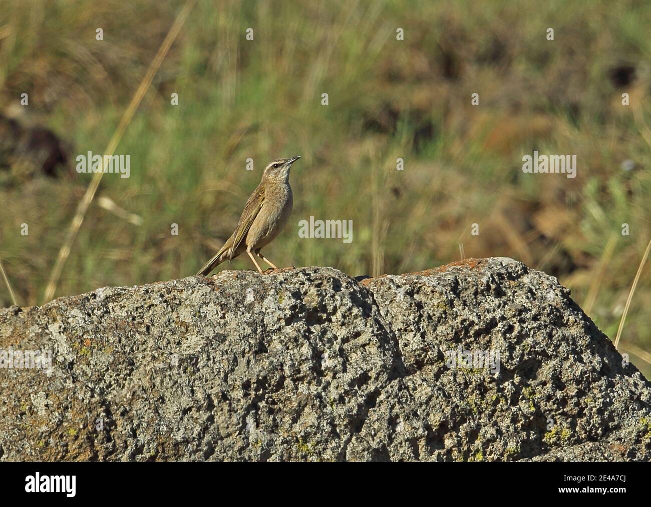 African Rock Pipit (Anthus crenatus) adult standing on rock   Wakkerstroom, South Africa          November Stock Photo
