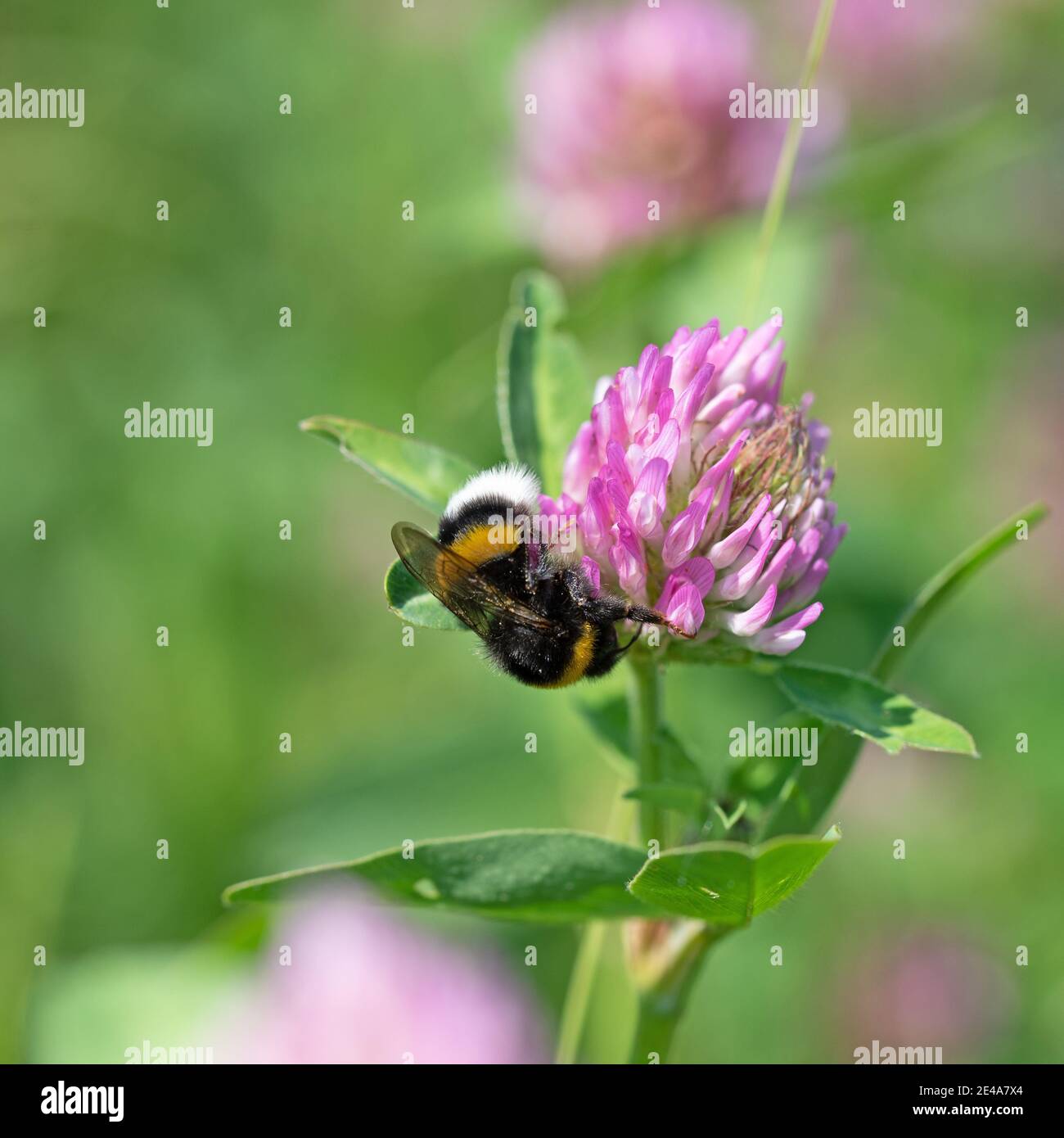 Bumblebee on a clover blossom Stock Photo