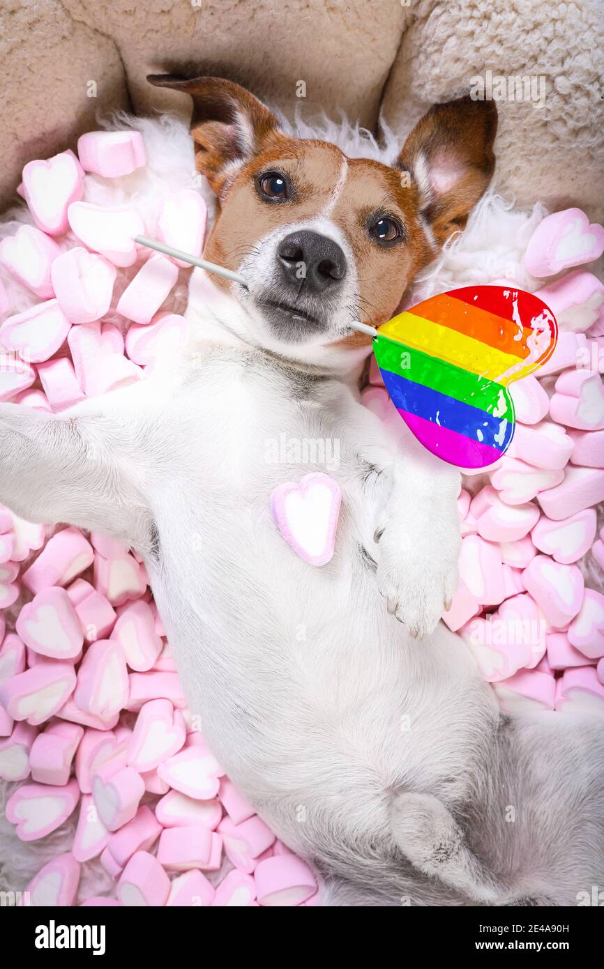 dog ate marshmallows