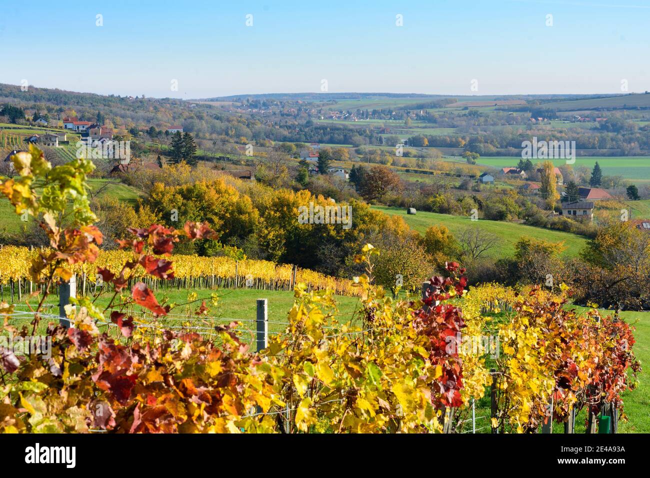 Rechnitz, vineyard Weingebirge, house, Southern Burgenland, Burgenland, Austria Stock Photo