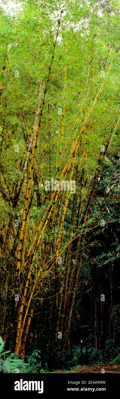 Bamboo trees in a forest, Akaka Falls State Park, Hawaii County, Hawaii, USA Stock Photo