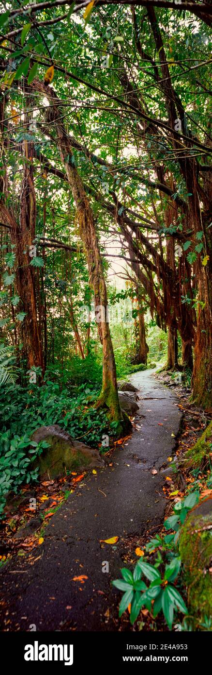 Footpath passing through a forest, Akaka Falls State Park, Hawaii County, Hawaii, USA Stock Photo