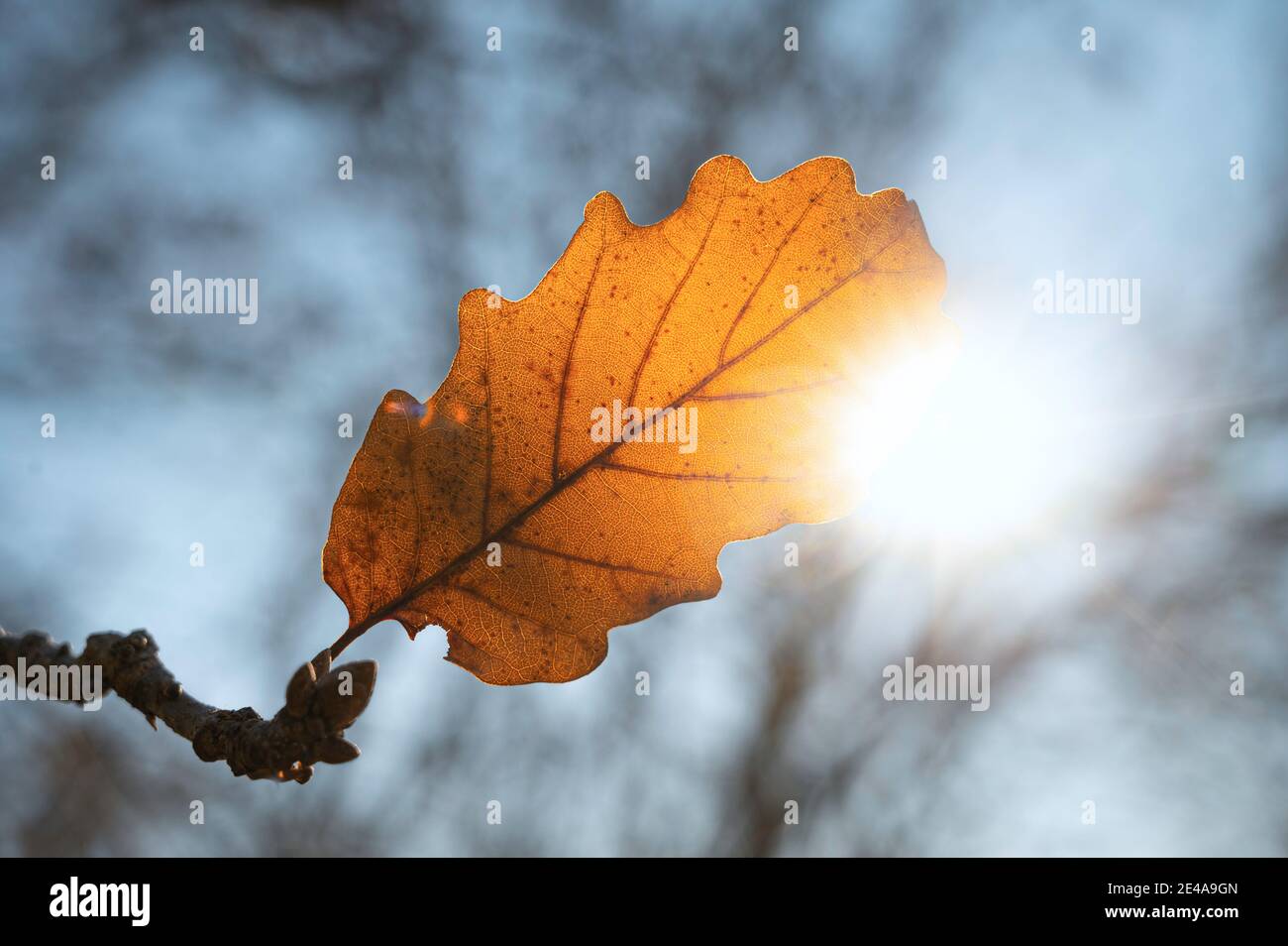 A solitary dried oak leaf on a tree with the winter sun in the background. Close-up shot of a tree leaf. Stock Photo