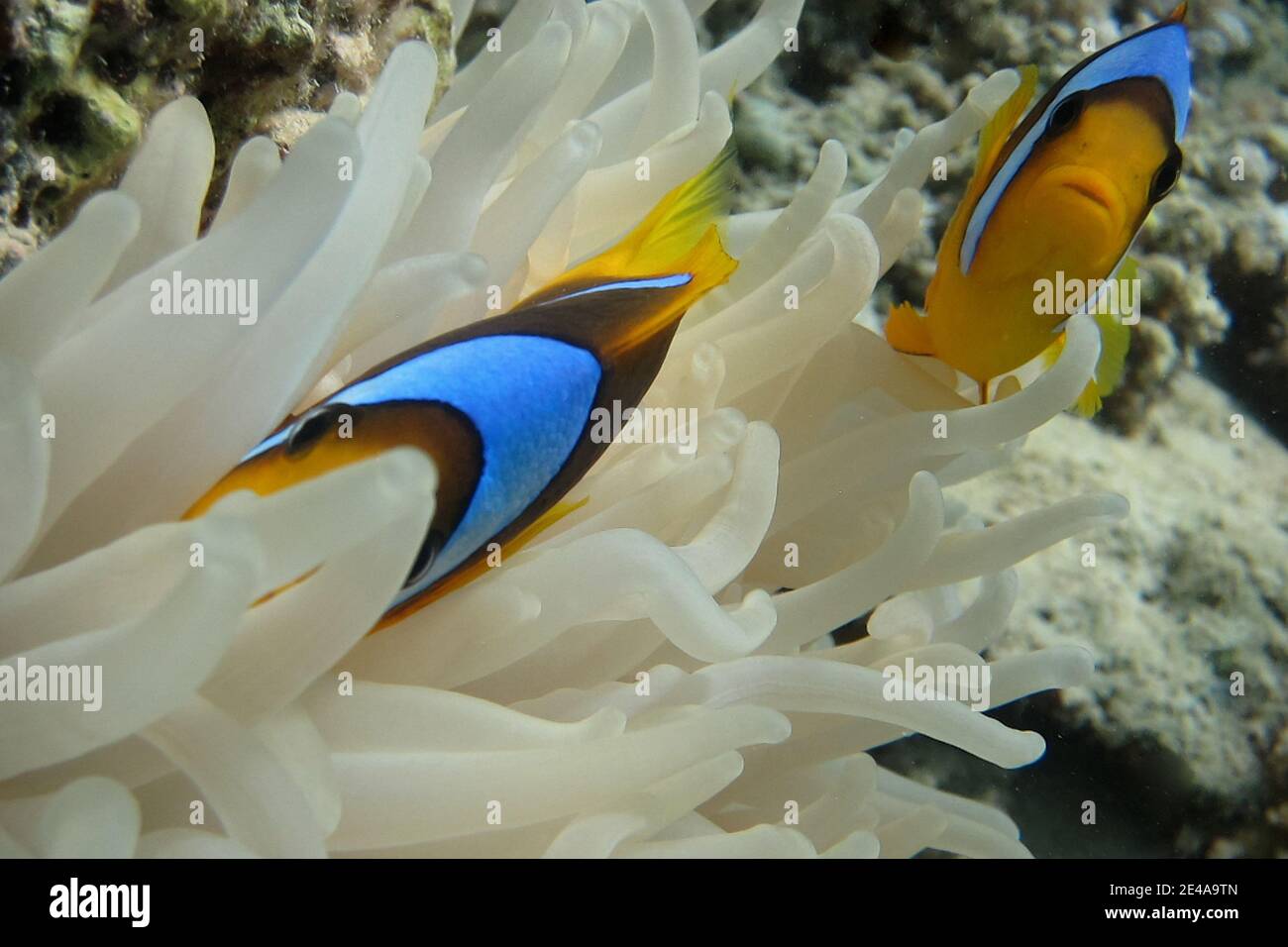 two anemone fish looking at camera Stock Photo
