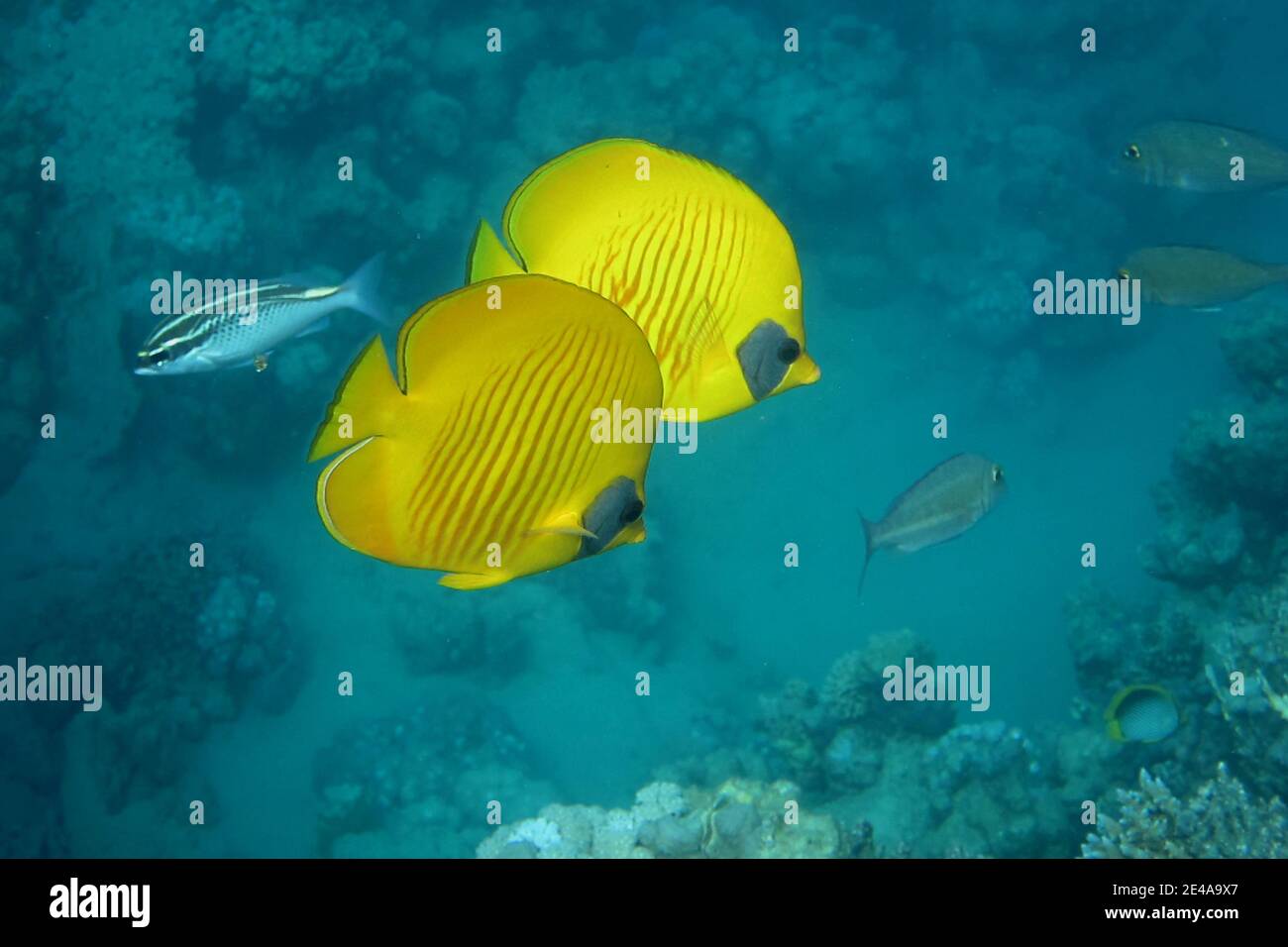 Yellow dolphin fish hi-res stock photography and images - Alamy