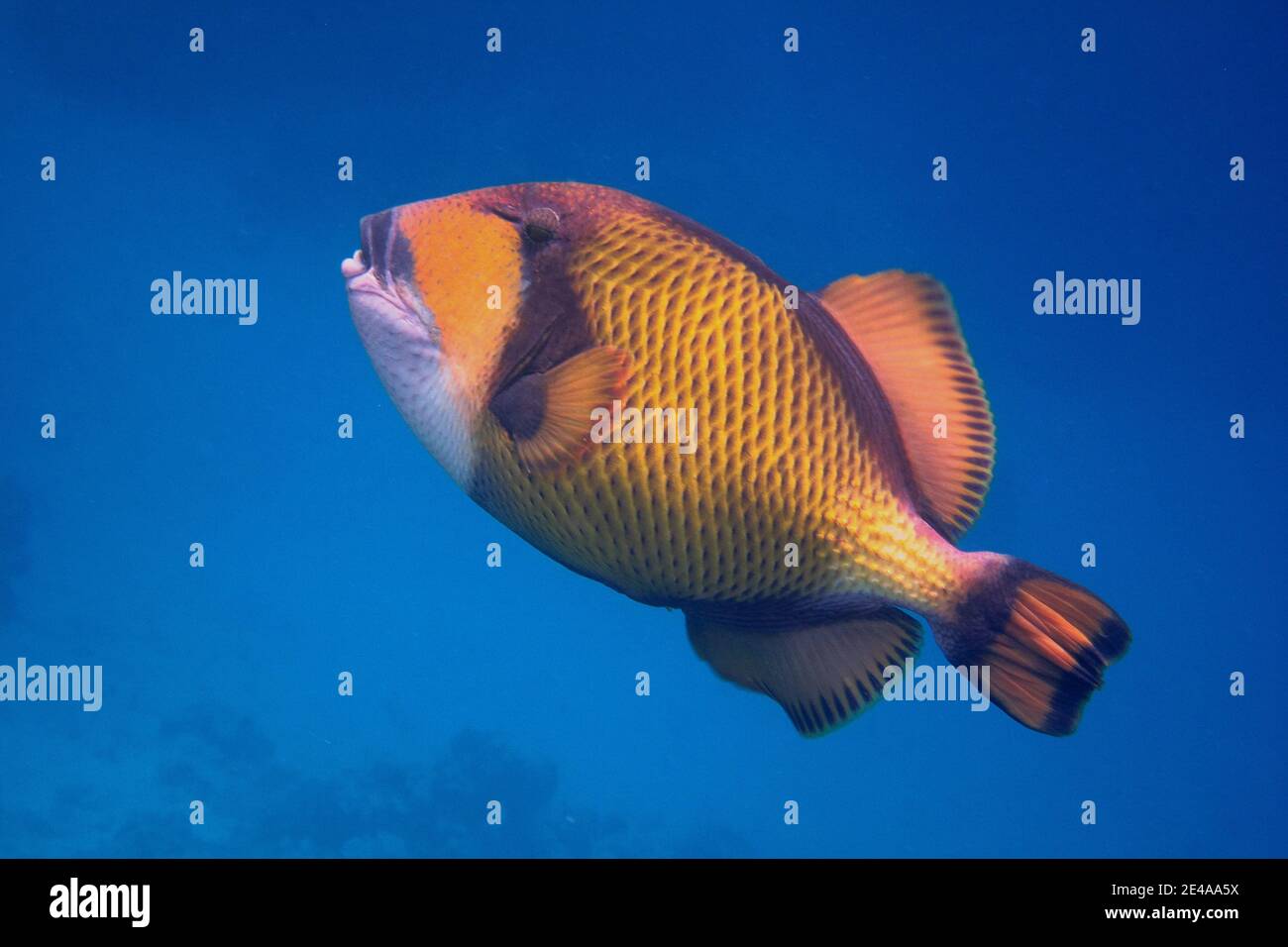 green giant triggerfish swims in the blue sea Stock Photo