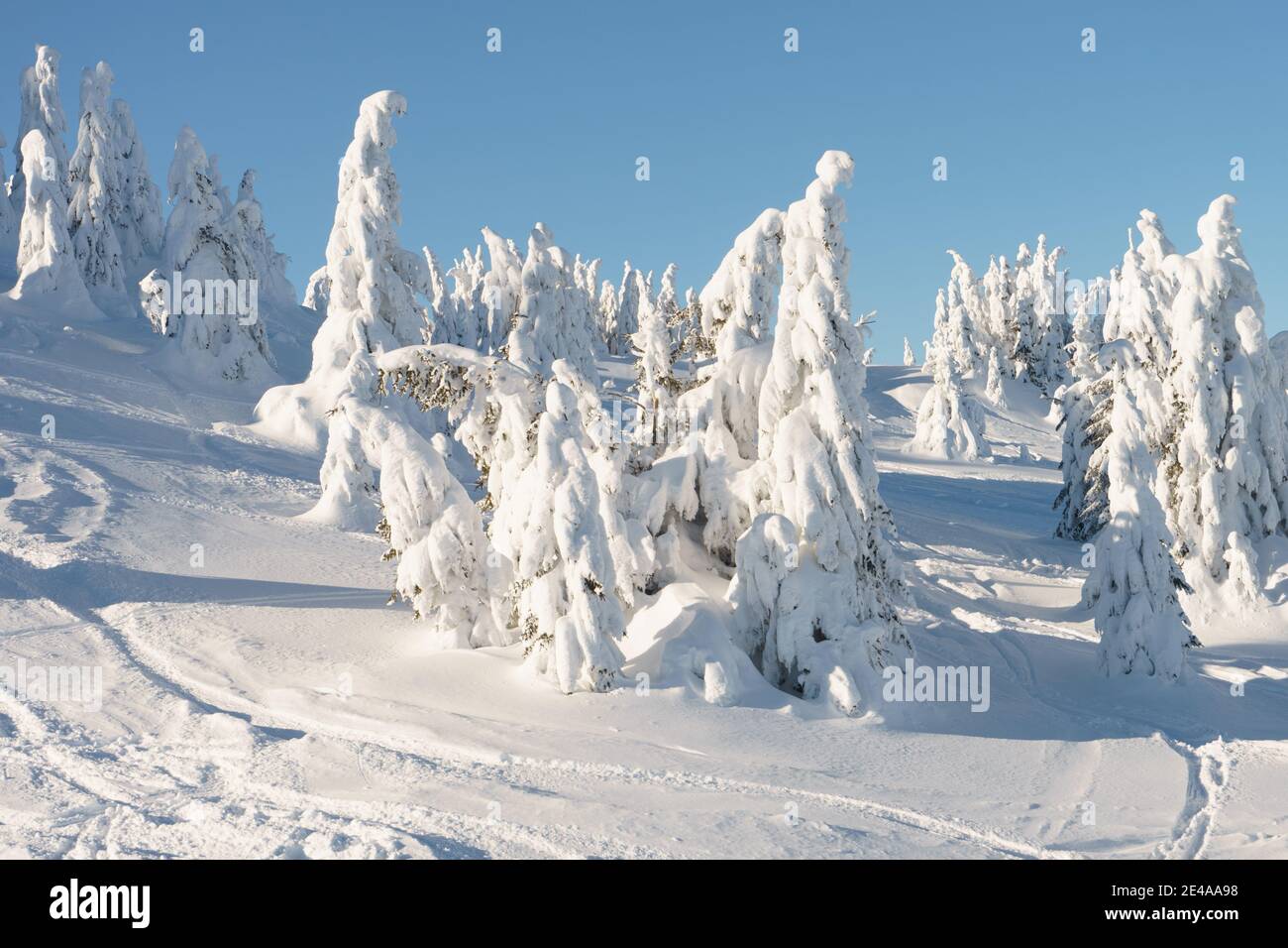 Fir trees under snow hi-res stock photography and images - Alamy