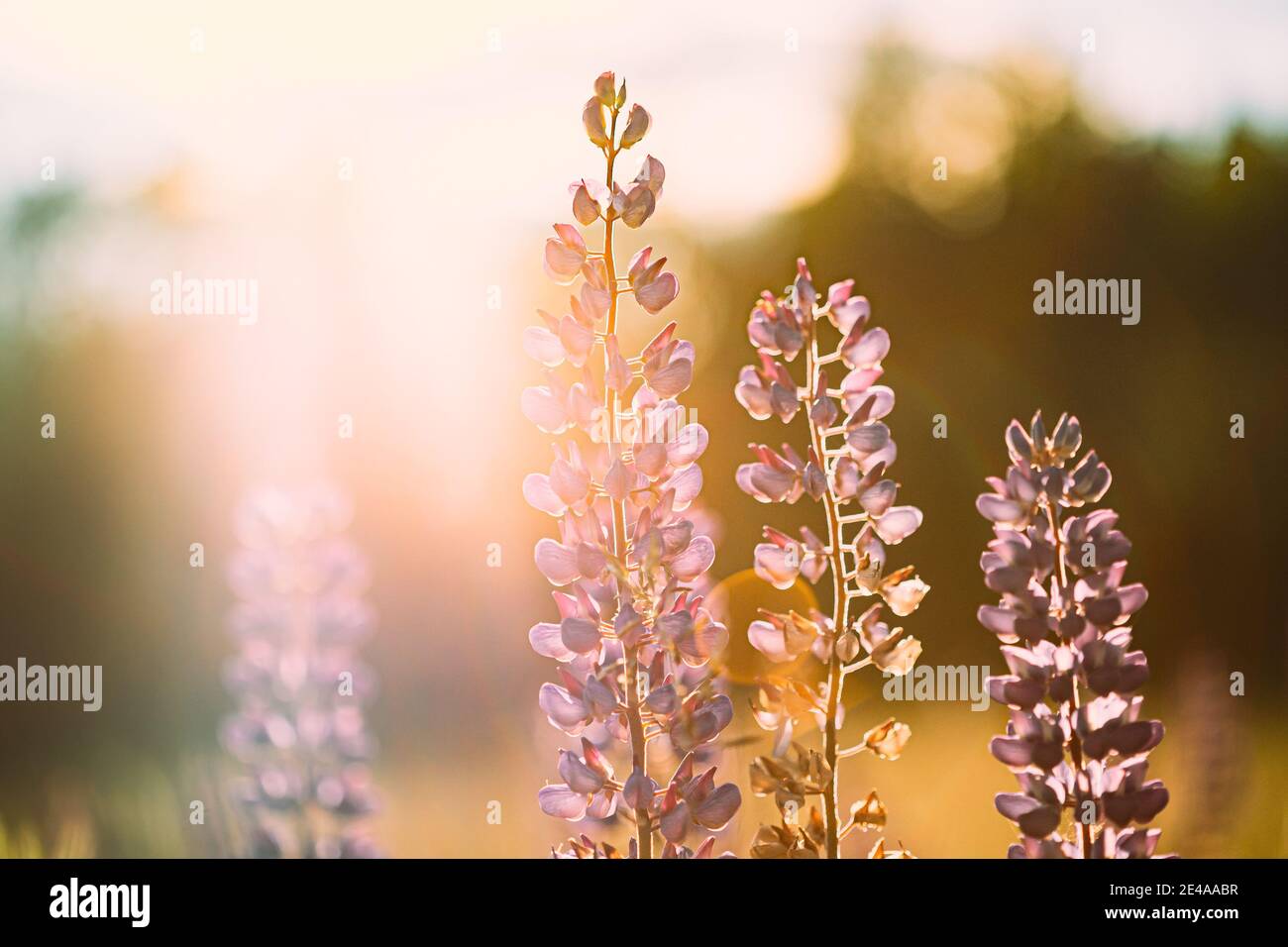 Wild Flowers Lupine In Summer Meadow At Sunset Sunrise. Lupinus, Commonly Known As Lupin Or Lupine, Is A Genus Of Flowering Plants In Legume Family Stock Photo