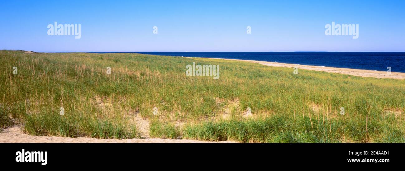 Grass on the beach, Cape Cod, Massachusetts, USA Stock Photo Alamy