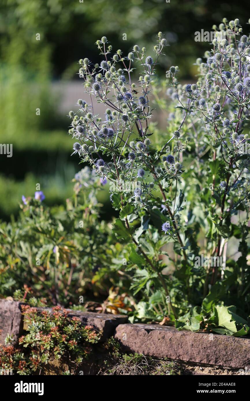 blue eryngo (Eryngium planum) on a dry stone wall Stock Photo