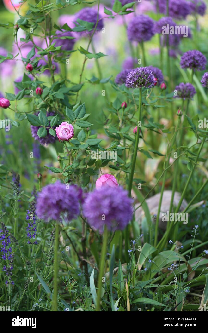 Ornamental onion flowers with a blooming rose Stock Photo Alamy