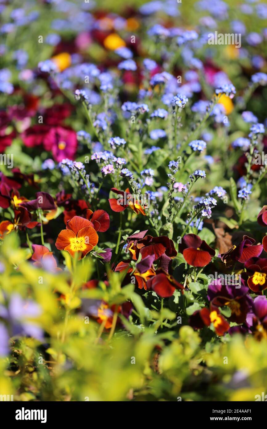 Horned violets with forget-me-nots Stock Photo