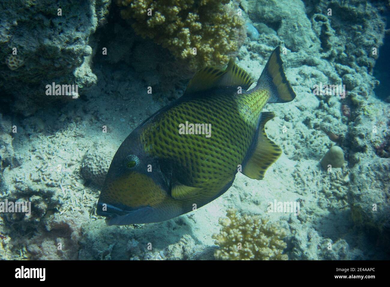 big giant triggerfish on coral reef in ocean Stock Photo